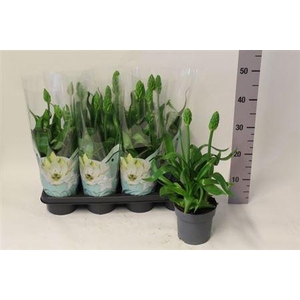 Ornithogalum Thyrsoi