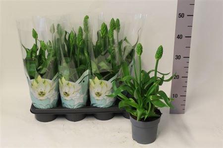 <h4>Ornithogalum Thyrsoi</h4>