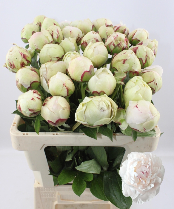 <h4>PAEO L ODILE</h4>