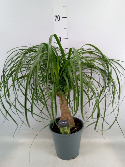 <h4>Beaucarnea recurvata</h4>