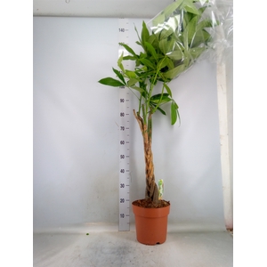 Pachira aquatica