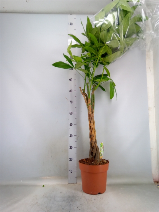 <h4>Pachira aquatica</h4>