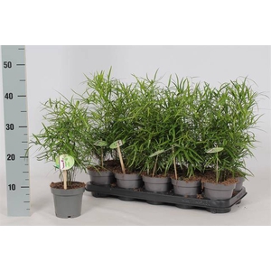 Asparagus Falcatus 12Ø 40cm