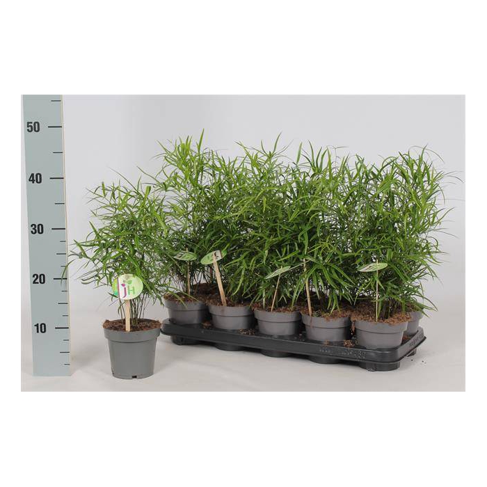 <h4>Asparagus Falcatus 12Ø 40cm</h4>