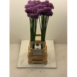 ALLIUM GLADIATOR