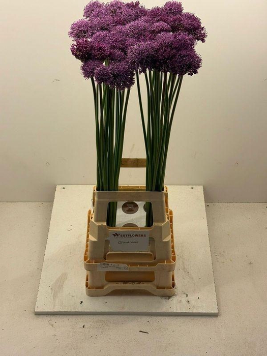 <h4>ALLIUM GLADIATOR</h4>