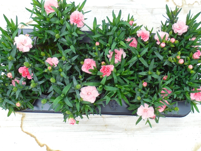 <h4>DIAN OSC PINK</h4>