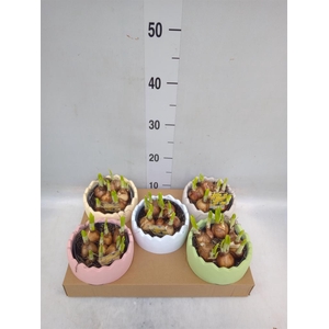 Arr.  Narcissus Tete Tete L%