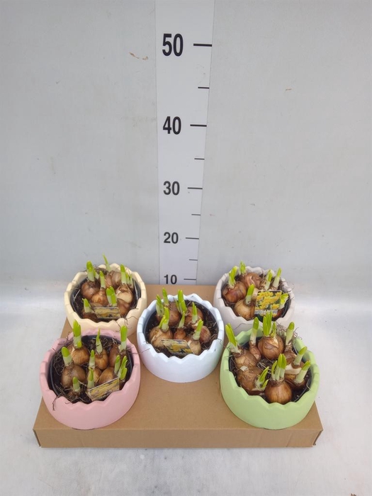 <h4>Arr. Narcissus Tete Tete L%</h4>