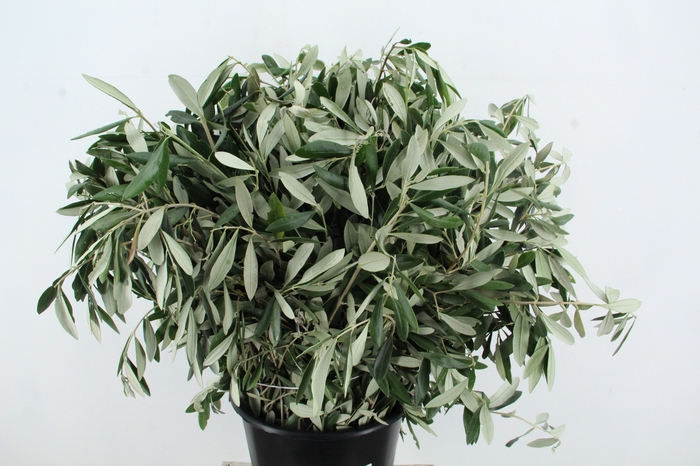 OLEA EUROPAEA