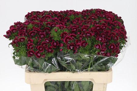 <h4>Di Barb Jolly Bre</h4>