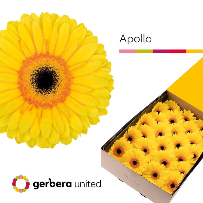 <h4>Gerbera Apollo Half doos</h4>