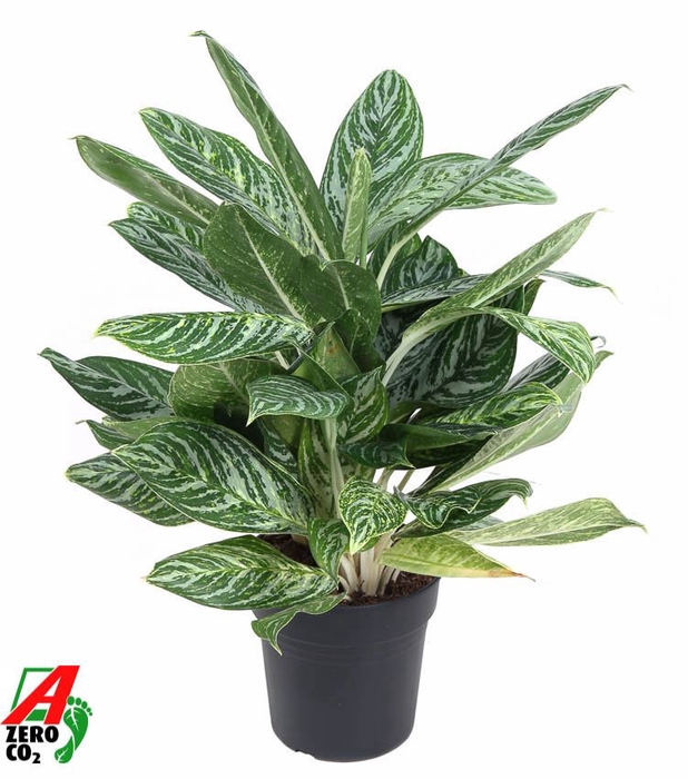 <h4>Aglaonema   ...</h4>