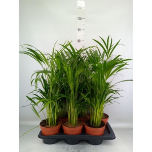 Dypsis lutescens   ...Chrysalidoca