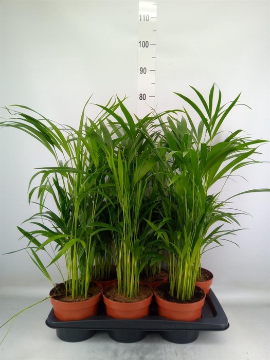 <h4>Dypsis lutescens   ...Chrysalidoca</h4>