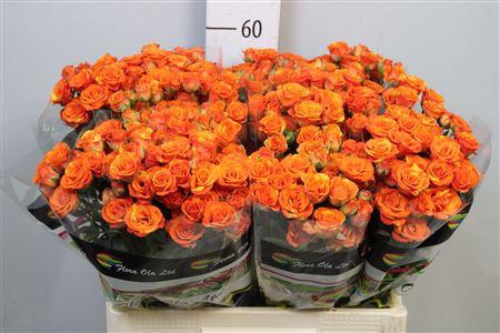 <h4>R Tr Smashing</h4>