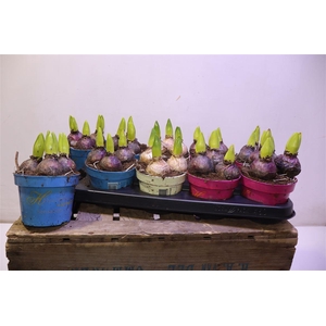 arr8 Hyacin Gem 3 Kl