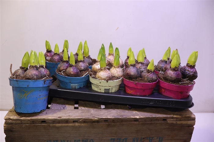 <h4>Hyacin Gem 3 Kl</h4>