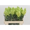 Fritillaria Persica Ivory Bells