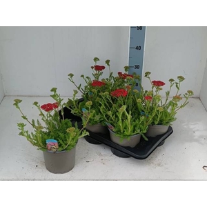 ACHI MILLEFOLIUM