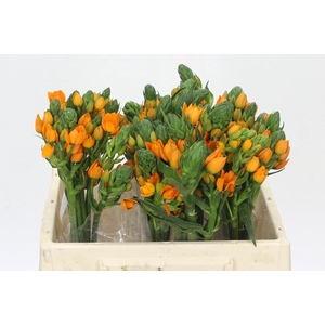 Ornithogalum dubium Sunray