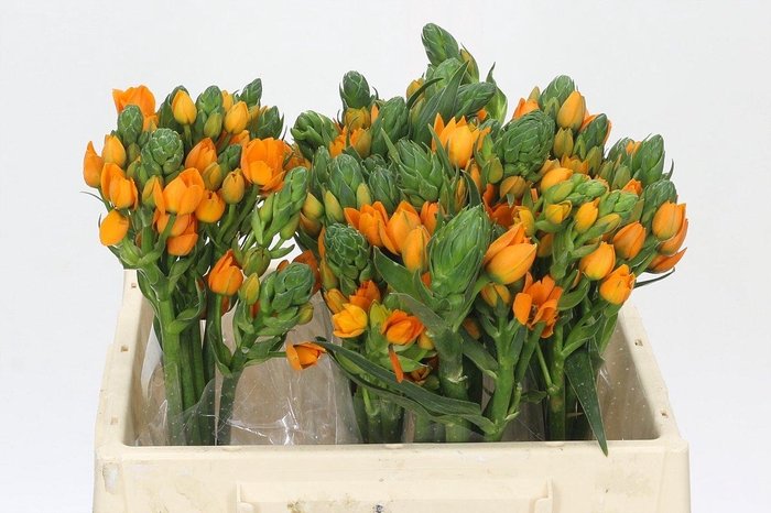 Ornithogalum dubium Sunray