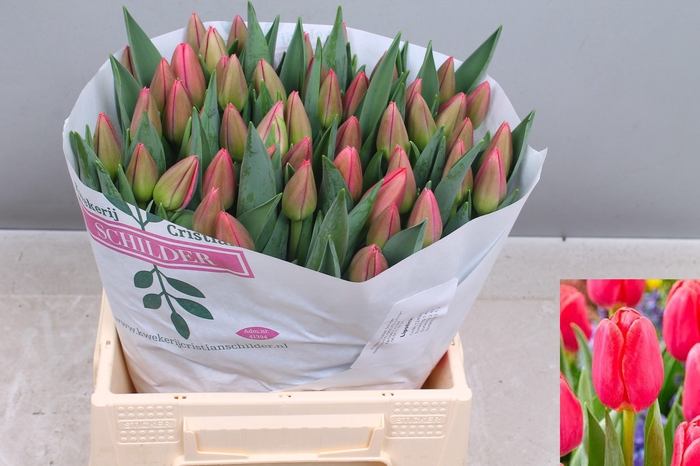 <h4>TU EN LIPSTICK</h4>