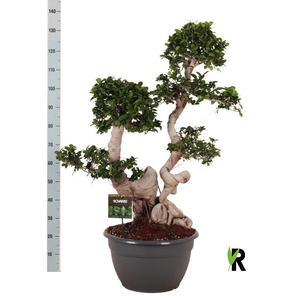 Ficus microcarpa 'Ginseng'