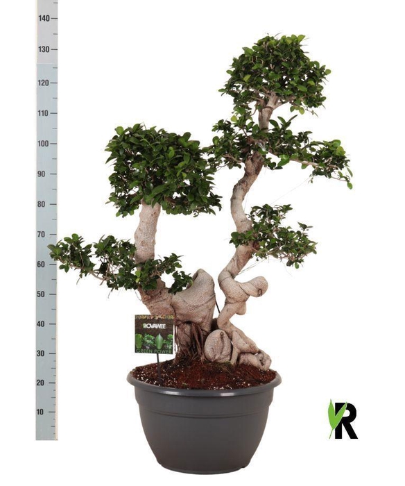 <h4>Ficus microcarpa 'Ginseng'</h4>