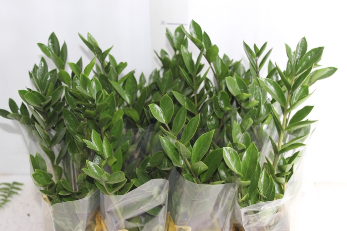 <h4>ZAMIOCULCAS P09</h4>