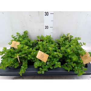 Peperomia rotundifolia