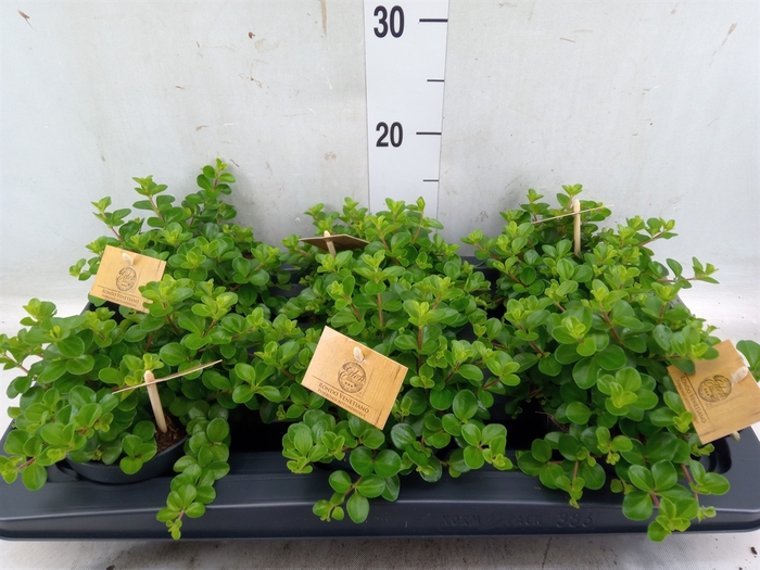<h4>Peperomia rotundifolia</h4>
