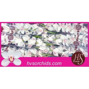 CYMB T ANNETTE 80 CM