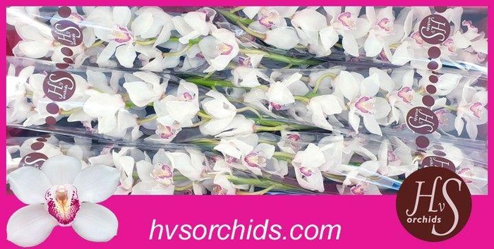 <h4>CYMB T ANNETTE 80 CM</h4>