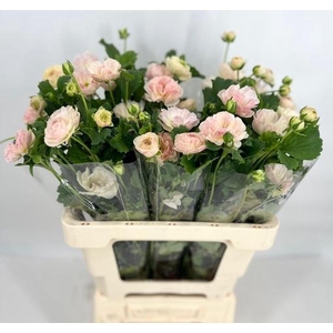 Ran Sp Magical Mascarpone