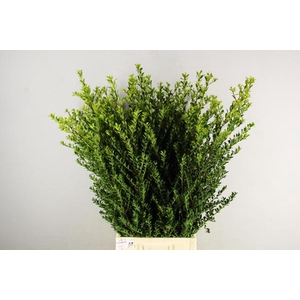 Ilex Green Hedge