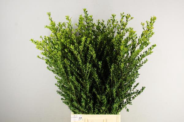 <h4>Ilex Green Hedge</h4>