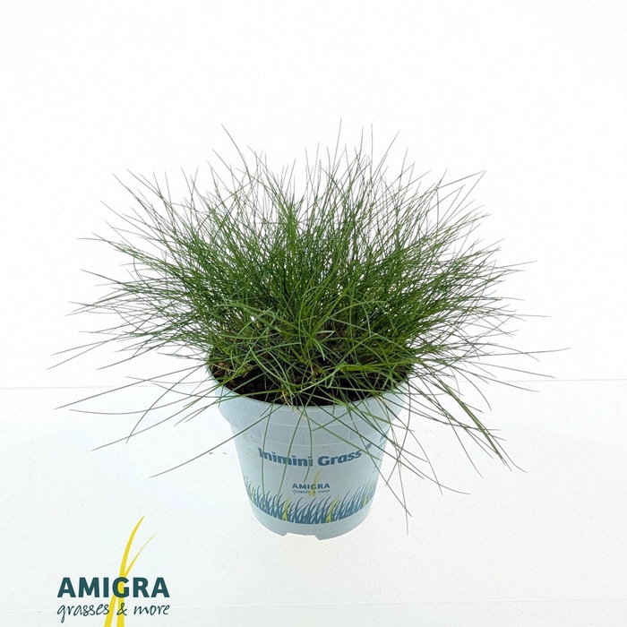 Festuca Pic Carlit