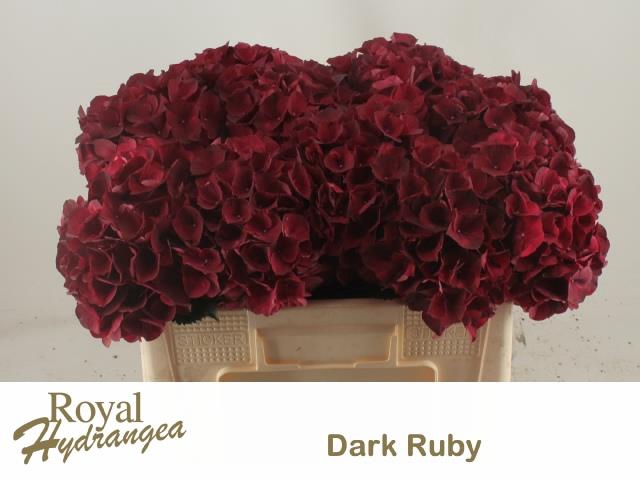 HYDR M MAG DARK RUBY