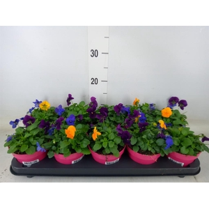 Viola corn. 'Evo Mini MM Warsaw'