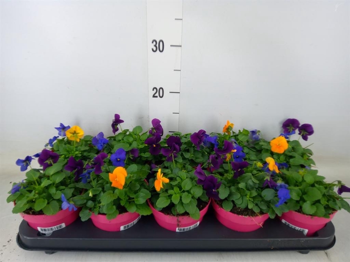 <h4>Viola corn. 'Evo Mini MM Warsaw'</h4>