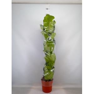 Ficus lyrata