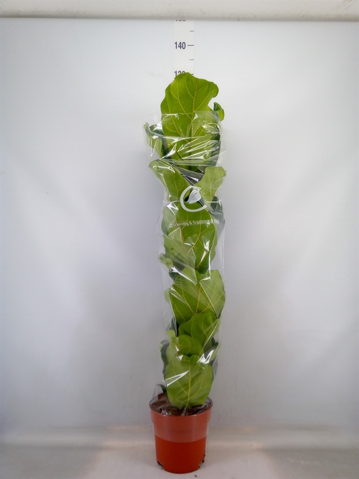 <h4>Ficus lyrata</h4>