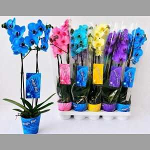 PHAL OV