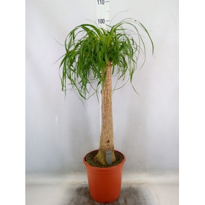Beaucarnea recurvata