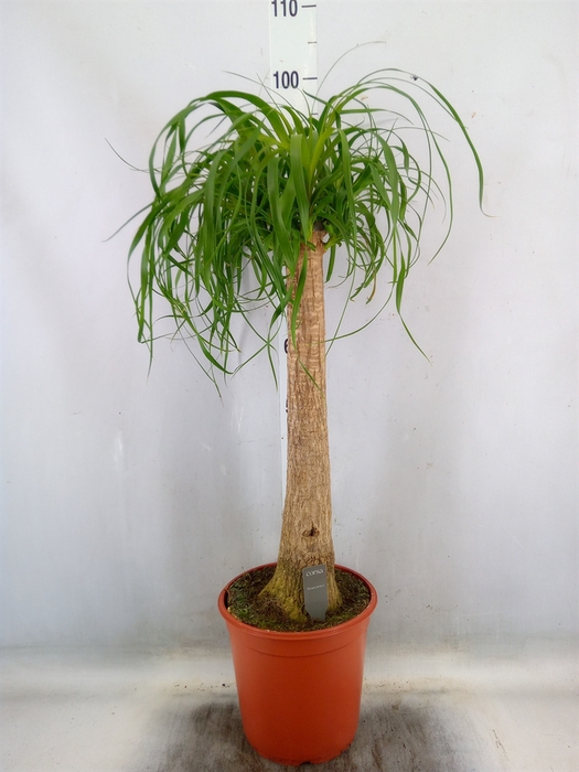 <h4>Beaucarnea recurvata</h4>