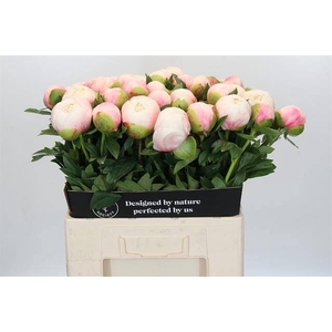 Paeonia colonel owen cousins
