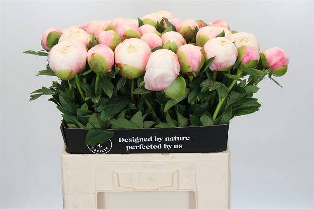 <h4>Paeonia colonel owen cousins</h4>