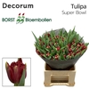 Tulipa Super Bowl