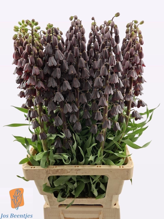 <h4>FRIT PERSICA</h4>